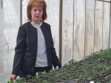 Славата им се носи в чужбина: Пловдивчанката, която създаде някои от най-обичаните български сортове домати