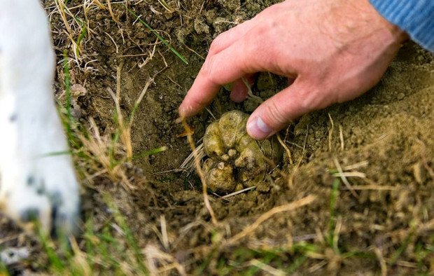 Манията за трюфели обзе варненци, горите край града са разкопани