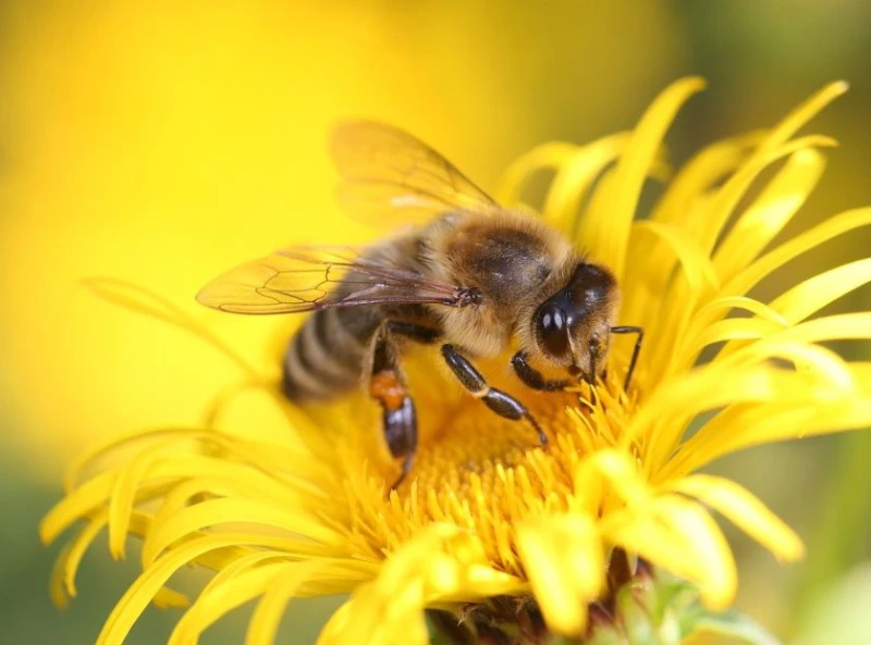 Отбелязваме Световния ден на пчелите