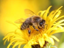 Отбелязваме Световния ден на пчелите