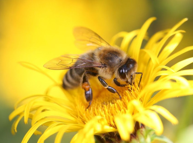 Днес празнуваме Световния ден на пчелите и всички опрашители, които