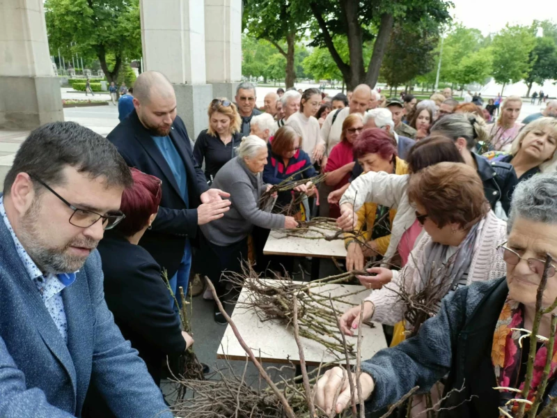 Зацветяват Плевен с 20 000 розови храста, осигурени от дарител