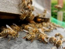 ДФЗ публикува списъци с класираните за подпомагане в сектор "Пчеларство" за 2024 г.