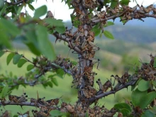 Опасни скакалци са плъзнали в България, в световен мащаб се ликвидират големи площи растителност заради тях
