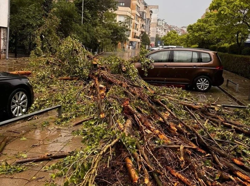 В разгара на бурята: Дърво затисна автомобил в София