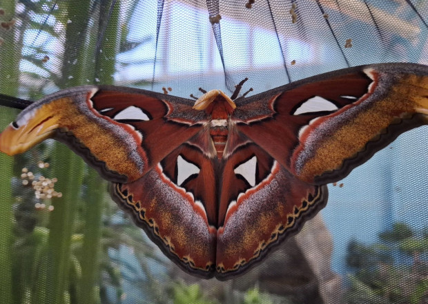 TD Една от най големите пеперуди в света Атлас Attacus аtlas
