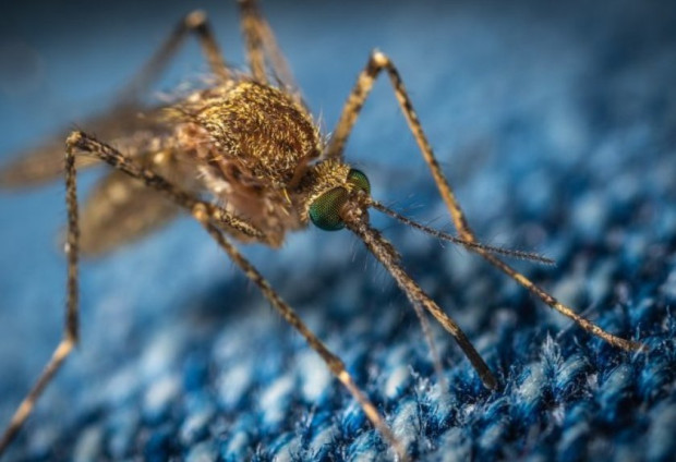 Генетично модифицирани (ГМО) комари бяха пуснати в източноафриканската страна Джибути