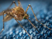Пуснаха ГМО комари, но има поставена цел за това