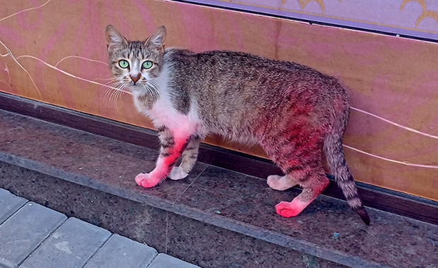 Отново случай с боядисана котка във Варна Сега животното не