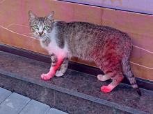 Боядисаха котка във Варна