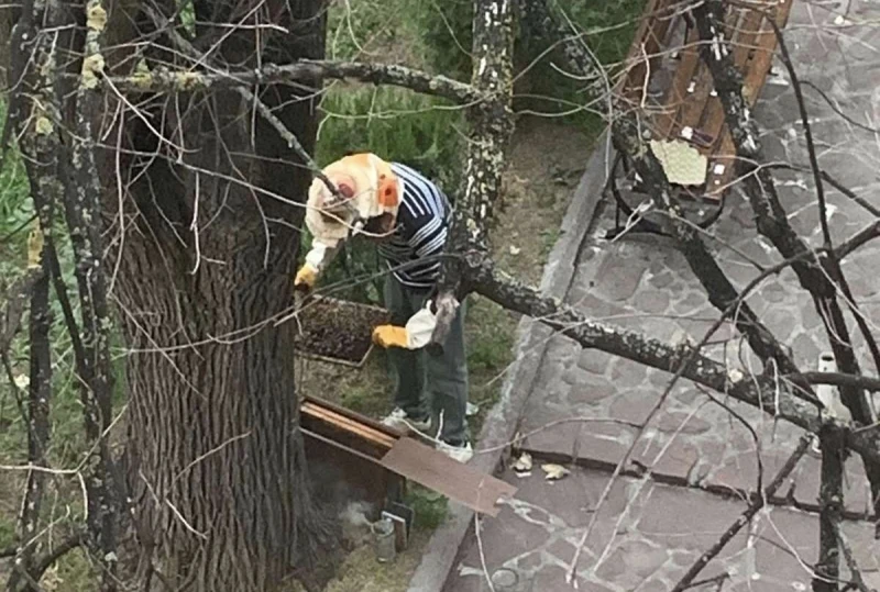 Дърво гъмжи от пчели, русенци сигнализират за опасност