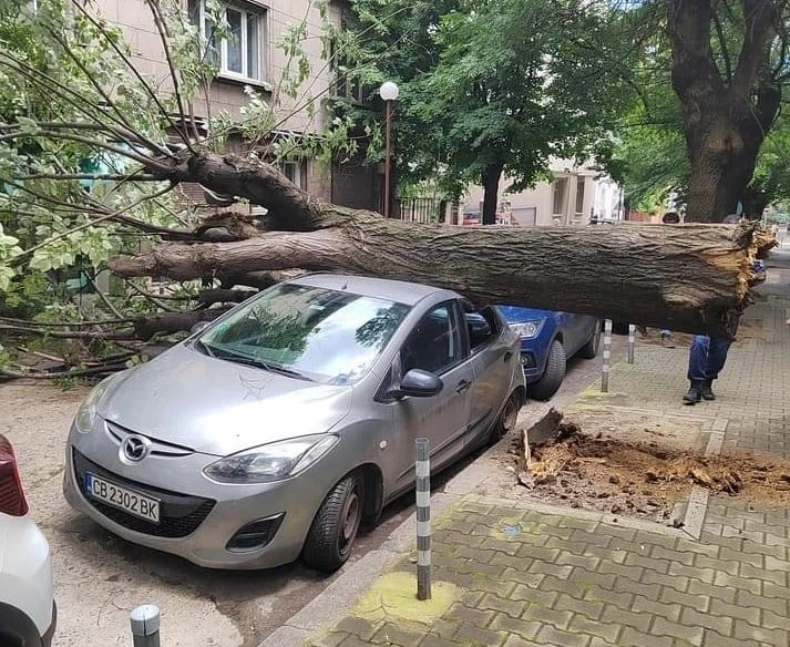 Дърво се стовари върху автомобил в столицата