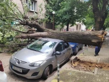 Дърво се стовари върху автомобил в столицата