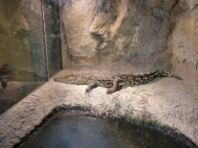 Местят крокодила Хектор в нова зала в Природонаучен музей в Пловдив