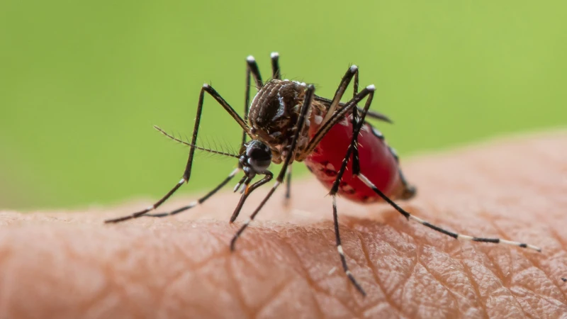 Гърците бият тревога за потенциална епидемия от треска денга в Европа
