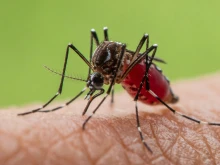Гърците бият тревога за потенциална епидемия от треска денга в Европа