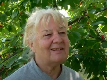 Семейство, което продава череши на борсата в Първенец: Реколтата е много слаба, плодовете гният по дръвчетата