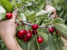 Строги правила за прибирането на черешите в Кюстендил