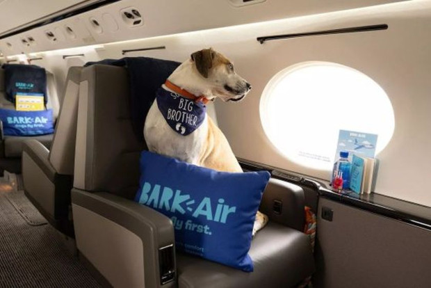 Ексклузивната авиолиния за кучета BARK Air осъществи първия си