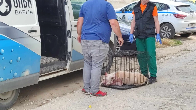 Съседка на убитата от питбул във Варна: Не се грижеше добре за кучето