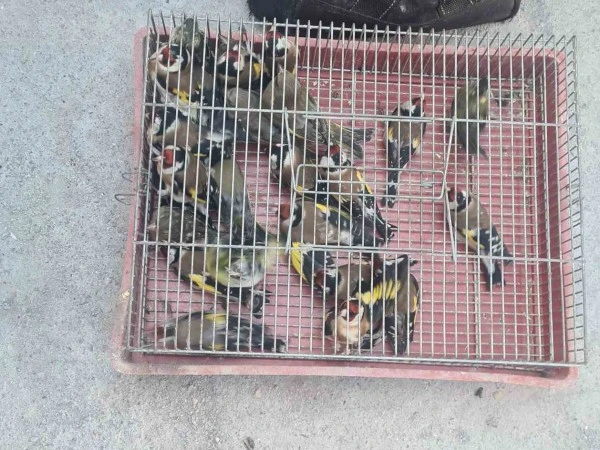 Арестуваха мъж заради престъпление с пойни птици