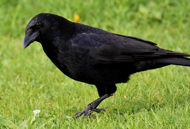 Според германски учени враните са едни от най умните животни Тези