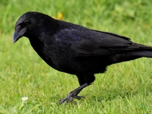 Дали наистина враните могат да броят?