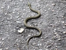 Змии плъзнаха във Варна: Ако ви ухапе, трябва да си биете инжекция против тетанус. Общината обмисля сериозно проблема