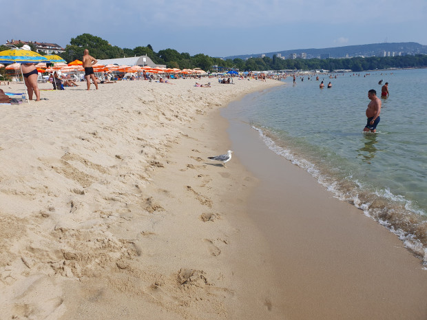 От 1 юни официално стартира летният сезон по родните плажове