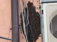 Рояк пчели изплаши минувачи в Дупница