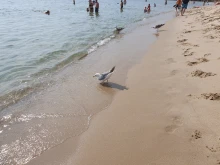 Експерт съветва да внимавате с водата по морето