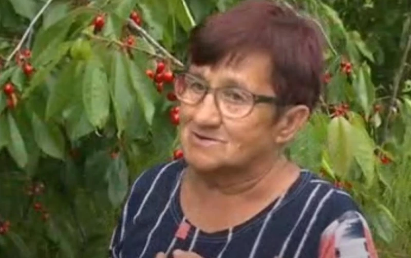 Работник от черешова градина: Бера и рева