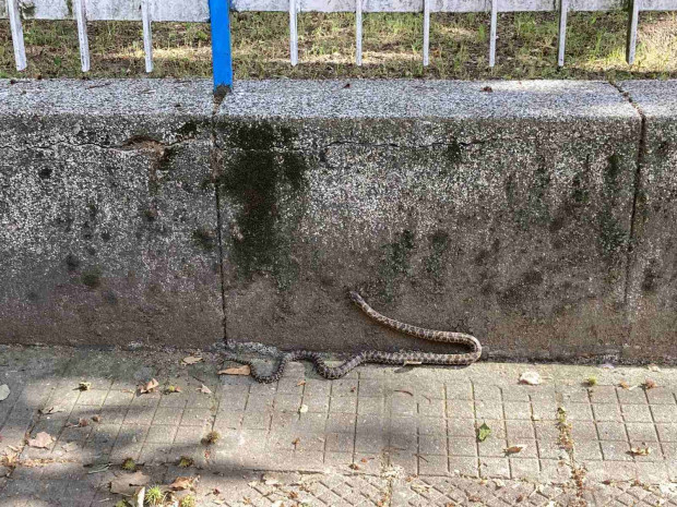TD Змия е била забелязана в непосредствена близост до детска градина