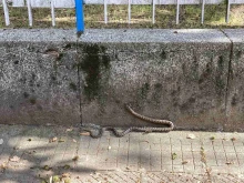 Змия е забелязана до детска градина в Пловдив