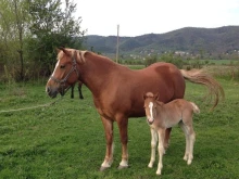 Бременна кобила и малко конче откраднаха от пасище в Пазарджишко