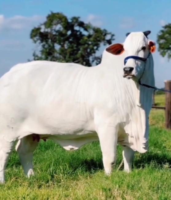 В Бразилия има милиони крави но една от тях е