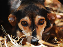 Община Казанлък: Бъдете бдителни към даренията си за Приюта за бездомни животни