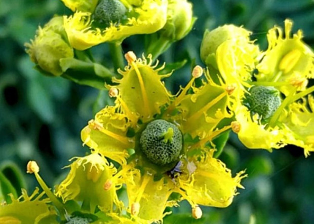 Седефчето лат  Ruta graveolens е многогодишно тревисто растение с типична неприятна