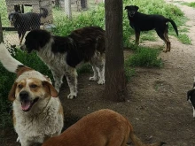 Ръст на кастрираните кучета в Кюстендил