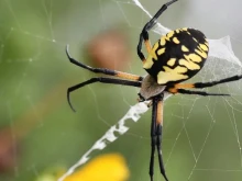 Гигантски отровни паяци заплашват с нашествие Ню Йорк