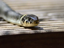 Двама нахлуха в Община Разград, хвърлиха змия на гишето и избягаха. Полицията ги хвана
