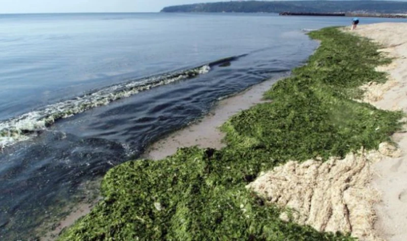 Токсични водорасли в Черно море уплашиха експертите