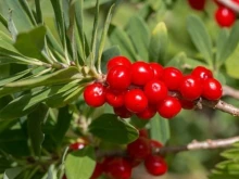 Това растение се използва се само за външна употреба, но е силно отровно!