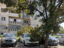 От последните минути: Клон се стовари върху паркирани коли в Кючука