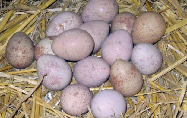 Яйцата от кеклик са новата виагра и търсенето им расте