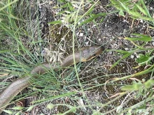 Змии плъзнаха заради жегите в Кюстендилско