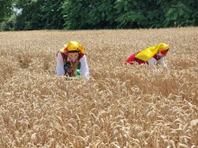 Милиони тонове е очакваната реколта от пшеница