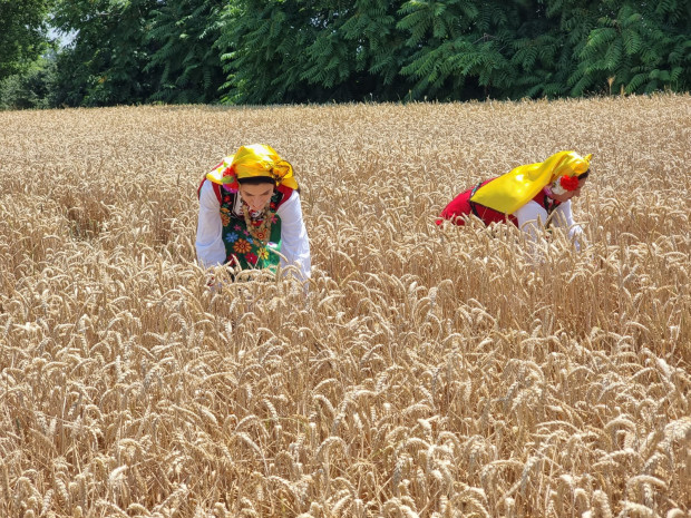 Над 6 млн тона е очакваната реколта от пшеница за