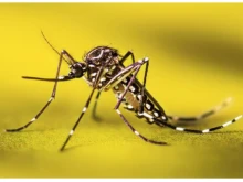 Опасността от треска денга се увелава в цяла Европа, бие тревога здравната служба на ЕС