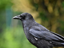 Негодуващите врани предават гнева си на семейството и приятелите си